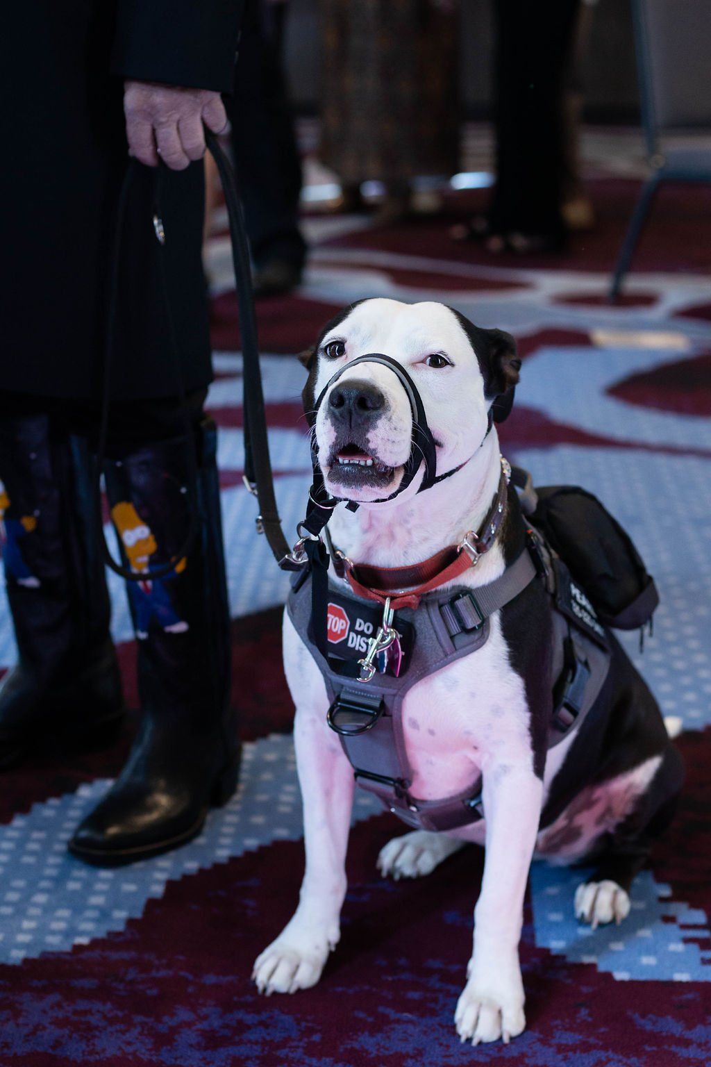 A black and white service dog in a grey harness and head halter sits on a patterned carpet next to a person's legs.