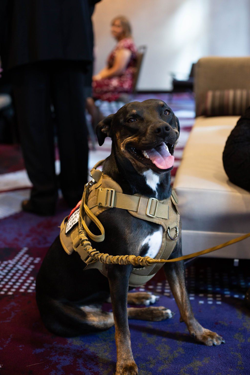 A black service dog with a tan tactical harness sits on a purple carpet, looking toward the camera with a happy expression.