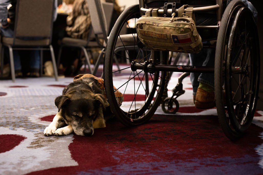 A service dog sleeps on a patterned carpet beside a wheelchair.
