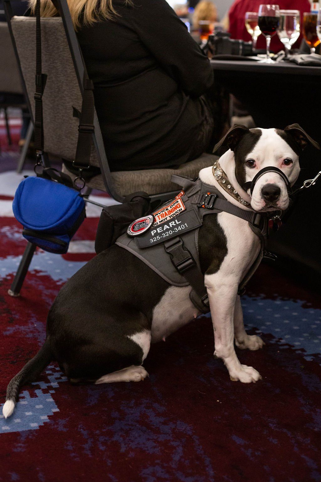 A black-and-white service dog with a harness and head halter sitting on a patterned carpet near a table.