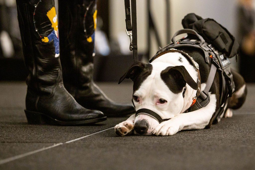 A black and white service dog lies on a dark carpet next to a person wearing boots decorated with Bart Simpson figures.