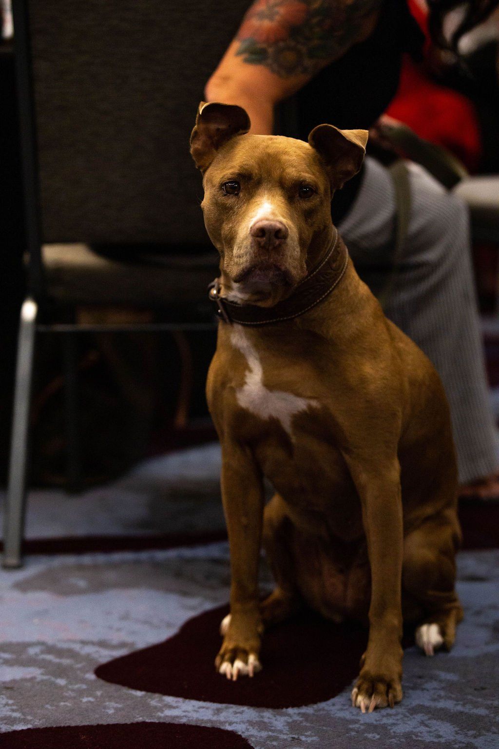 A brown dog with white chest markings and a dark collar sits indoors on a carpeted floor, looking toward the camera.