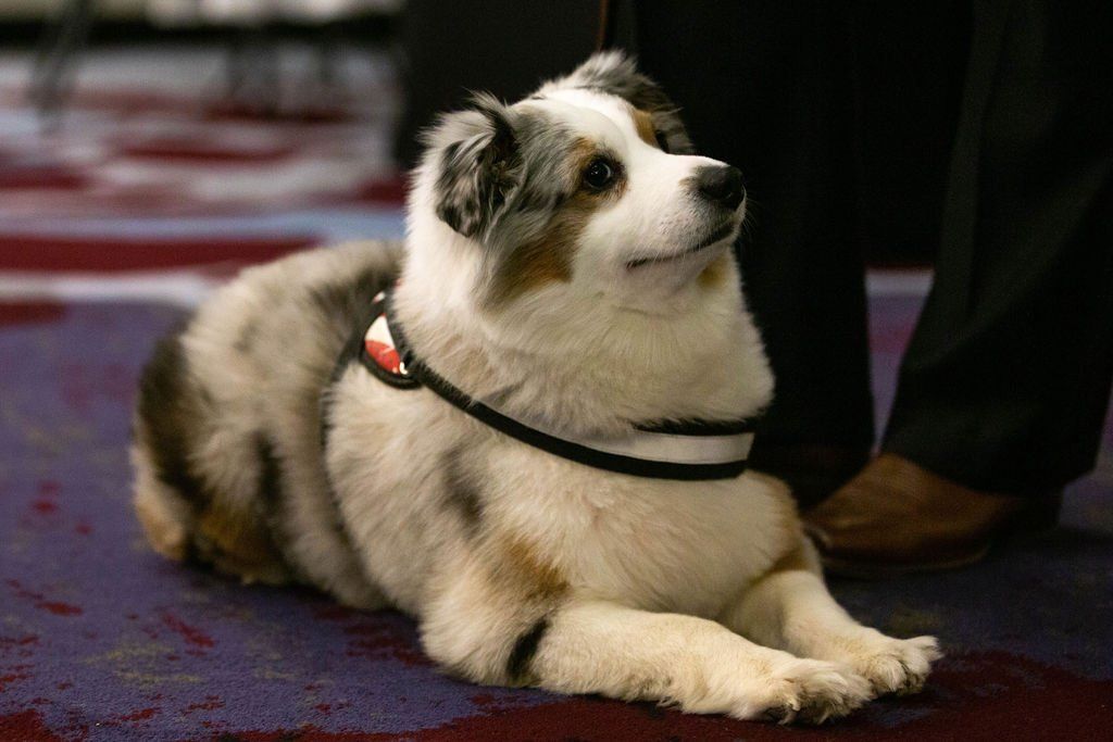 A blue merle Australian Shepherd service dog in a harness lying on a carpeted floor next to a person's legs.