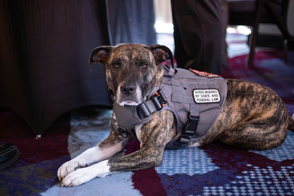 A brindle dog wearing a service vest lies on a patterned carpet near a person's legs.