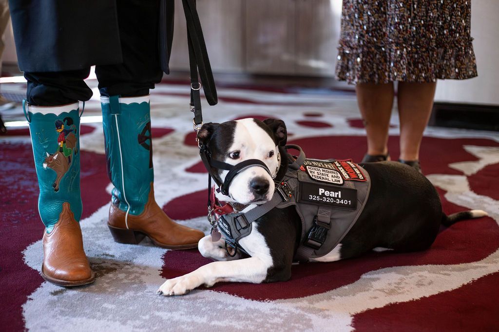A service dog in a grey harness lies on a patterned red and white carpet between the legs of two people.