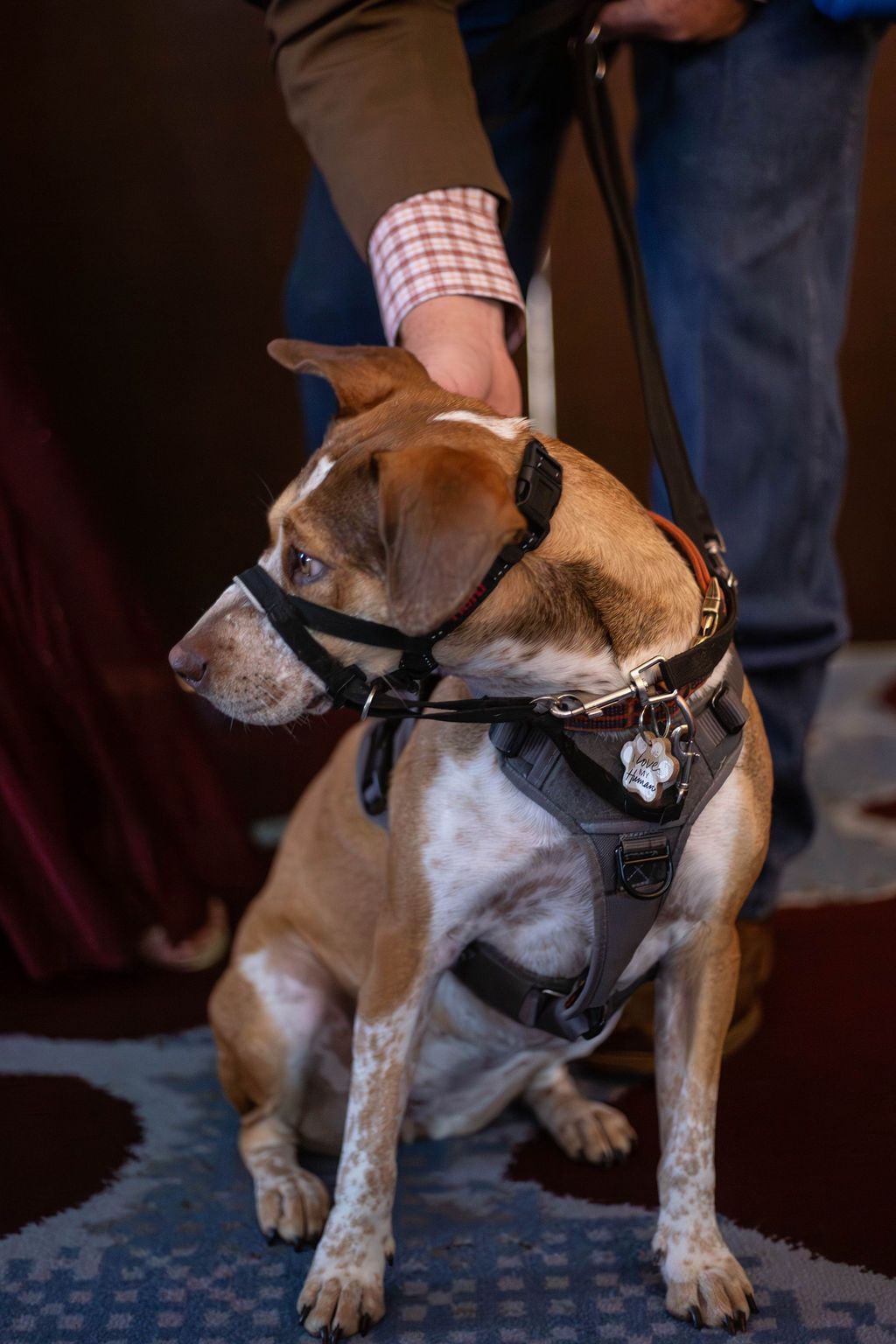 A brown and white dog wearing a grey harness and black head halter sits on a patterned carpet near a person's legs.