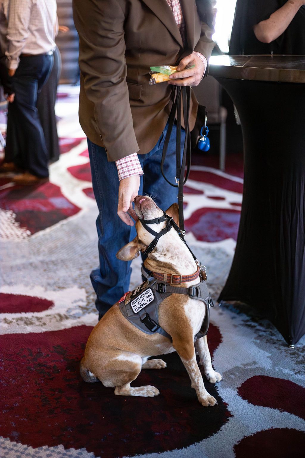 A person wearing a brown blazer gives a treat to a service dog in a harness, while standing on a patterned carpet.