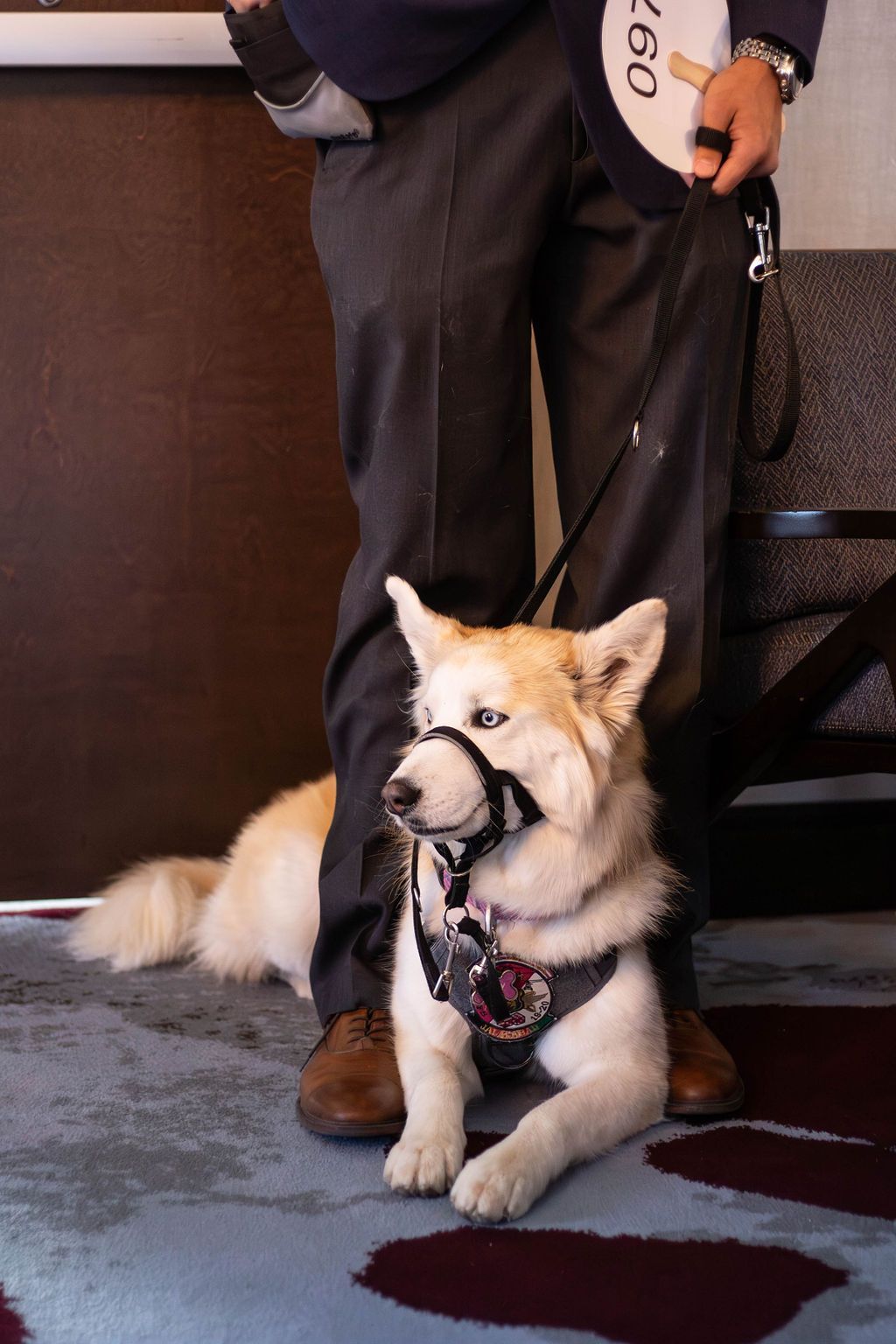 A light-colored dog with a head halter and harness lies on a patterned carpet between the legs of a standing person.
