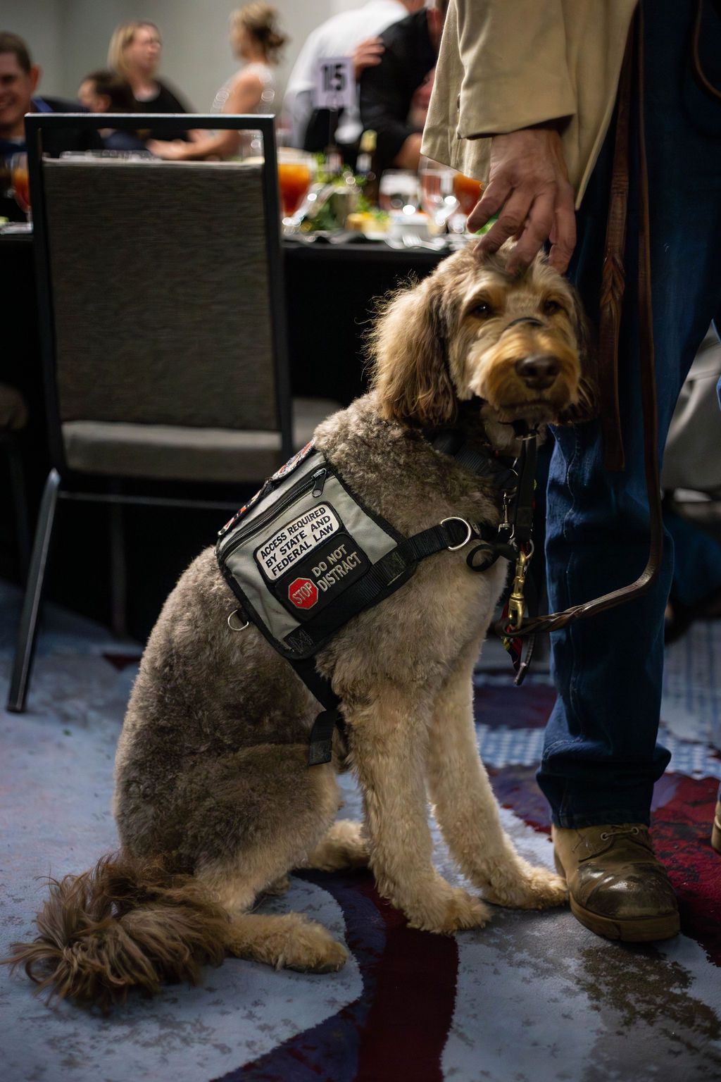 A service dog in a harness sits beside its handler in an indoor room, while a person’s hand rests gently on the dog’s head.