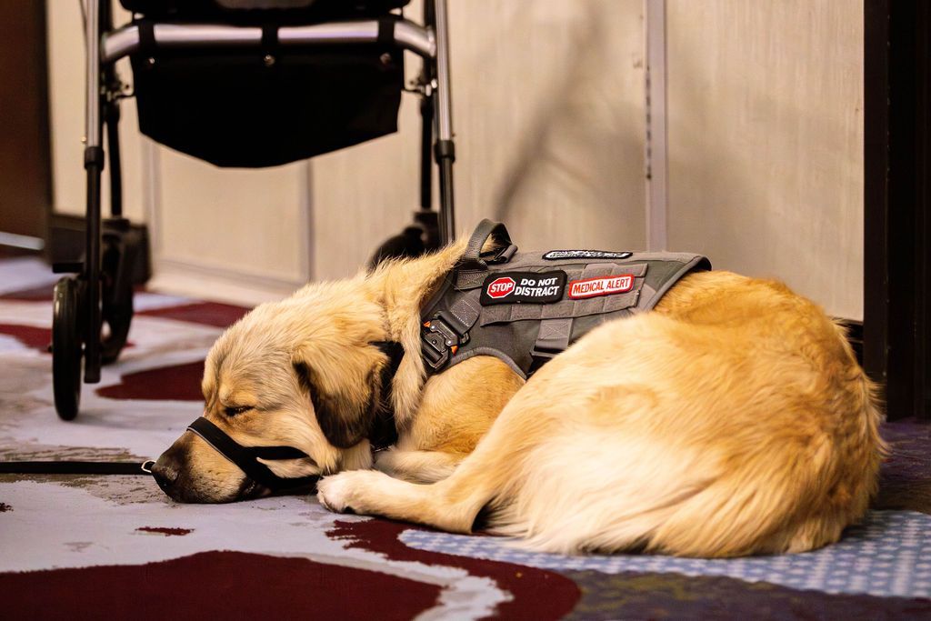 A service dog wearing a vest lies resting on a carpeted floor next to a mobility walker.