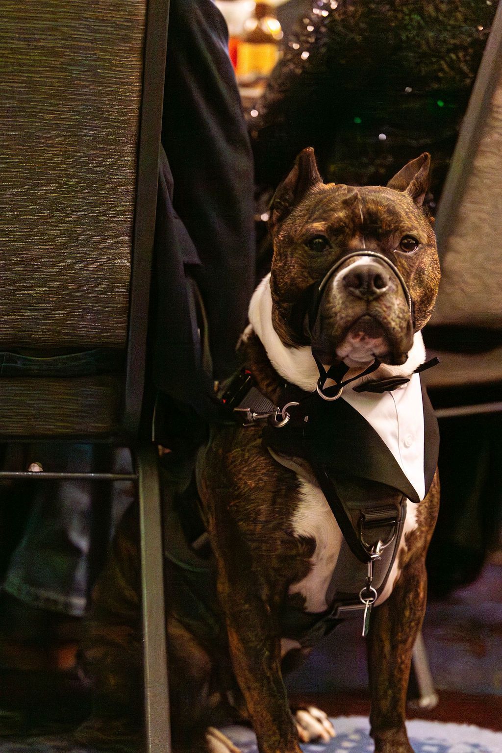 A brindle and white pit bull mix wearing a formal tuxedo collar and a black muzzle, sitting near a chair.