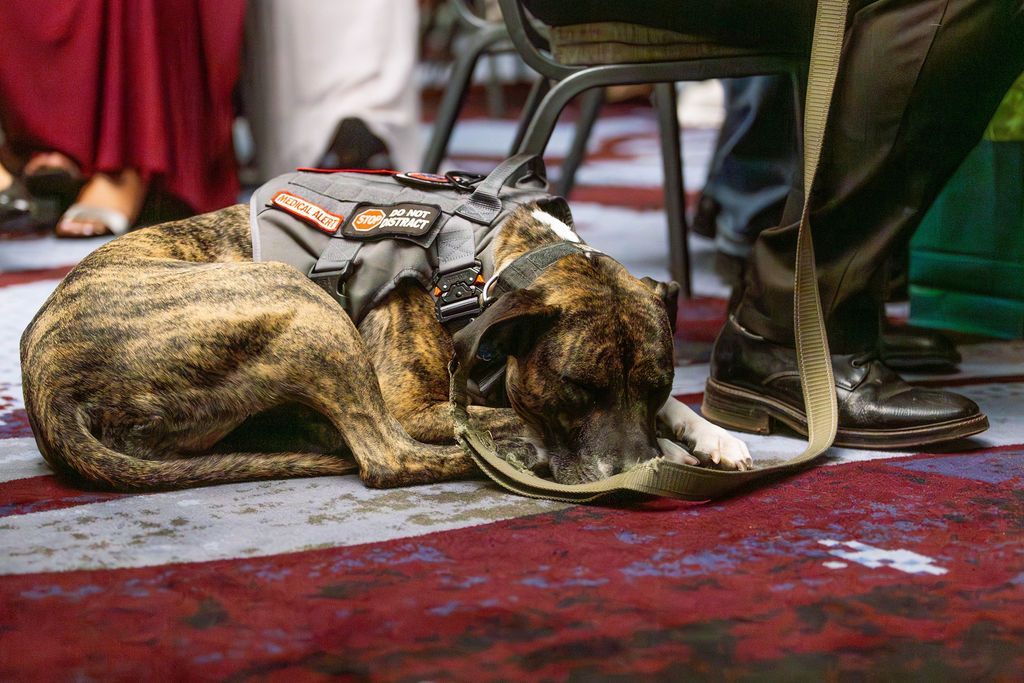 A brindle service dog wearing a gray vest lies on a patterned carpet under a chair next to someone's legs.