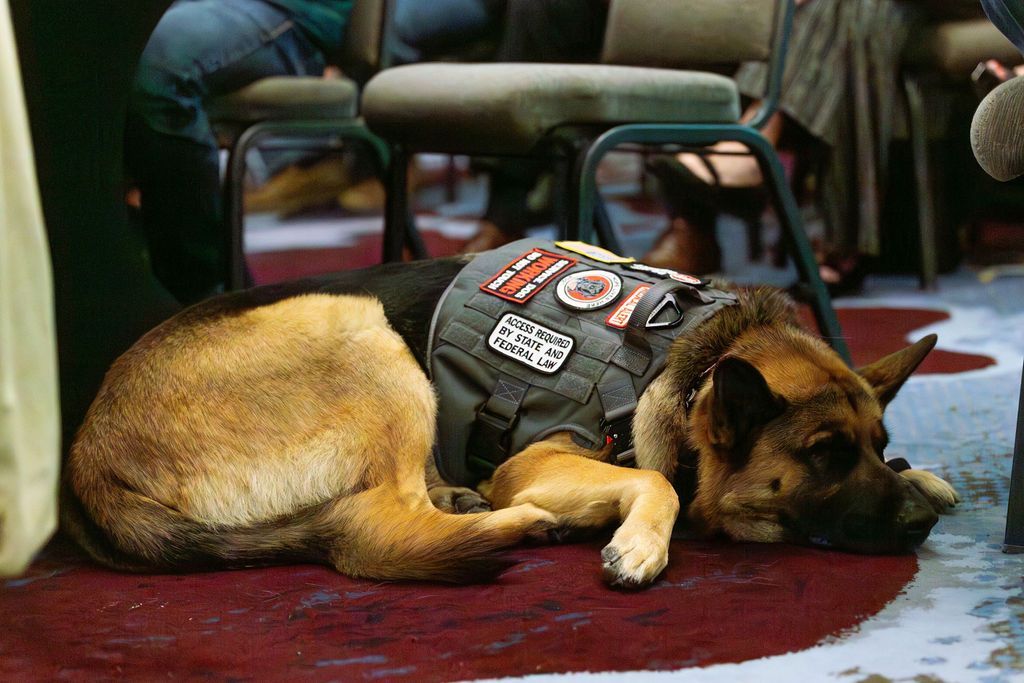 A German Shepherd service dog with a tactical vest lies on a patterned carpeted floor near chairs in a room.