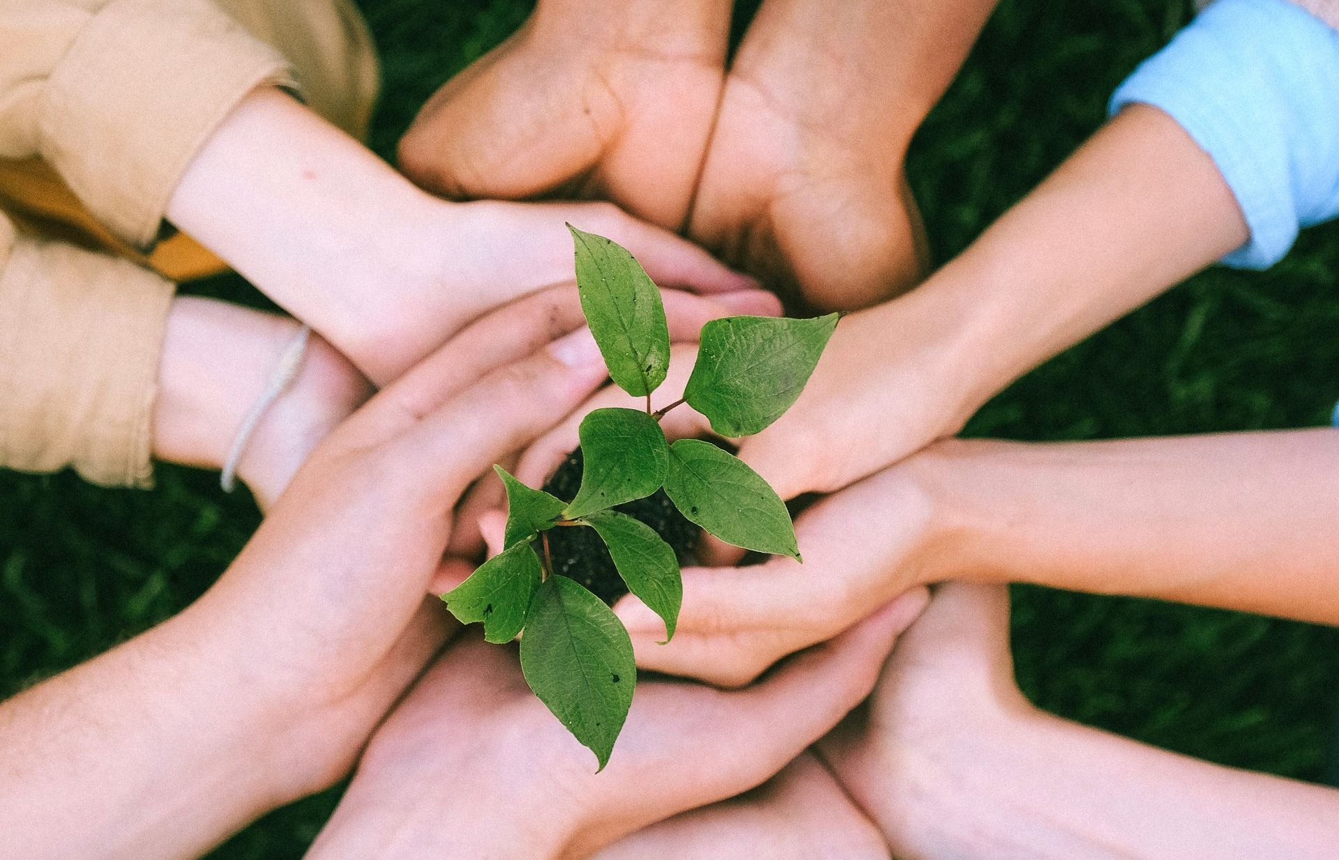 A group of people are holding a small plant in their hands.