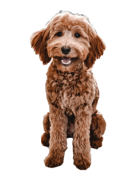 A small brown dog is sitting on a white background and looking at the camera.