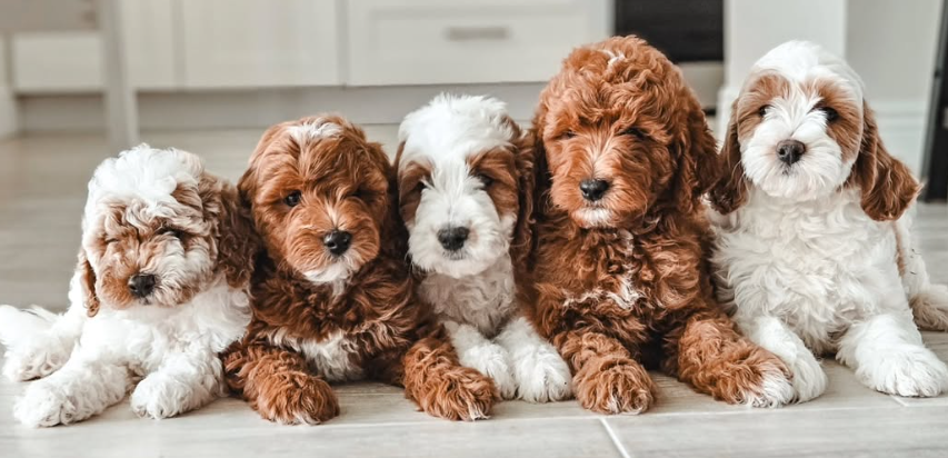 A group of puppies are sitting in a row on a wooden floor.