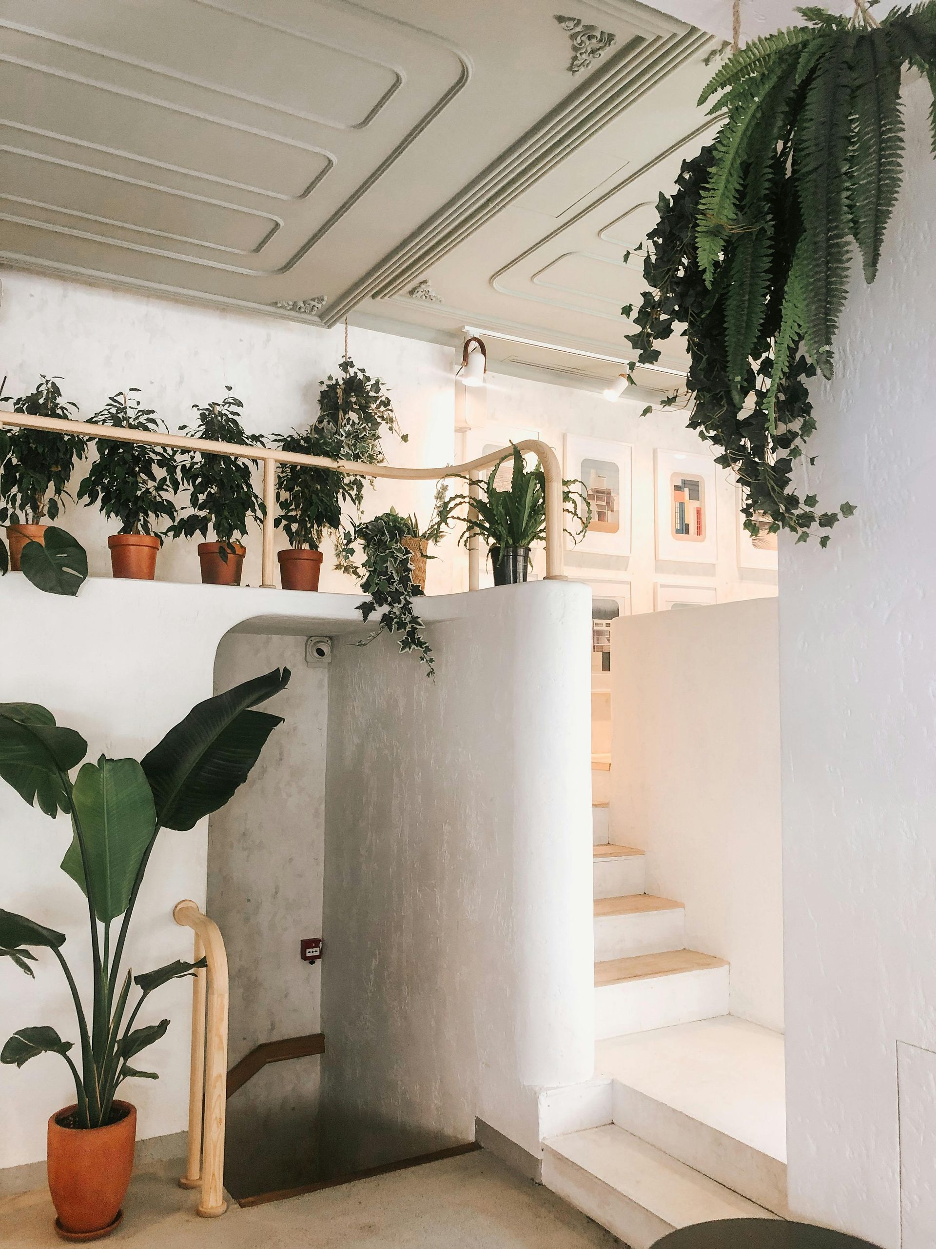 Biophilic Design: Embrace Nature Indoors