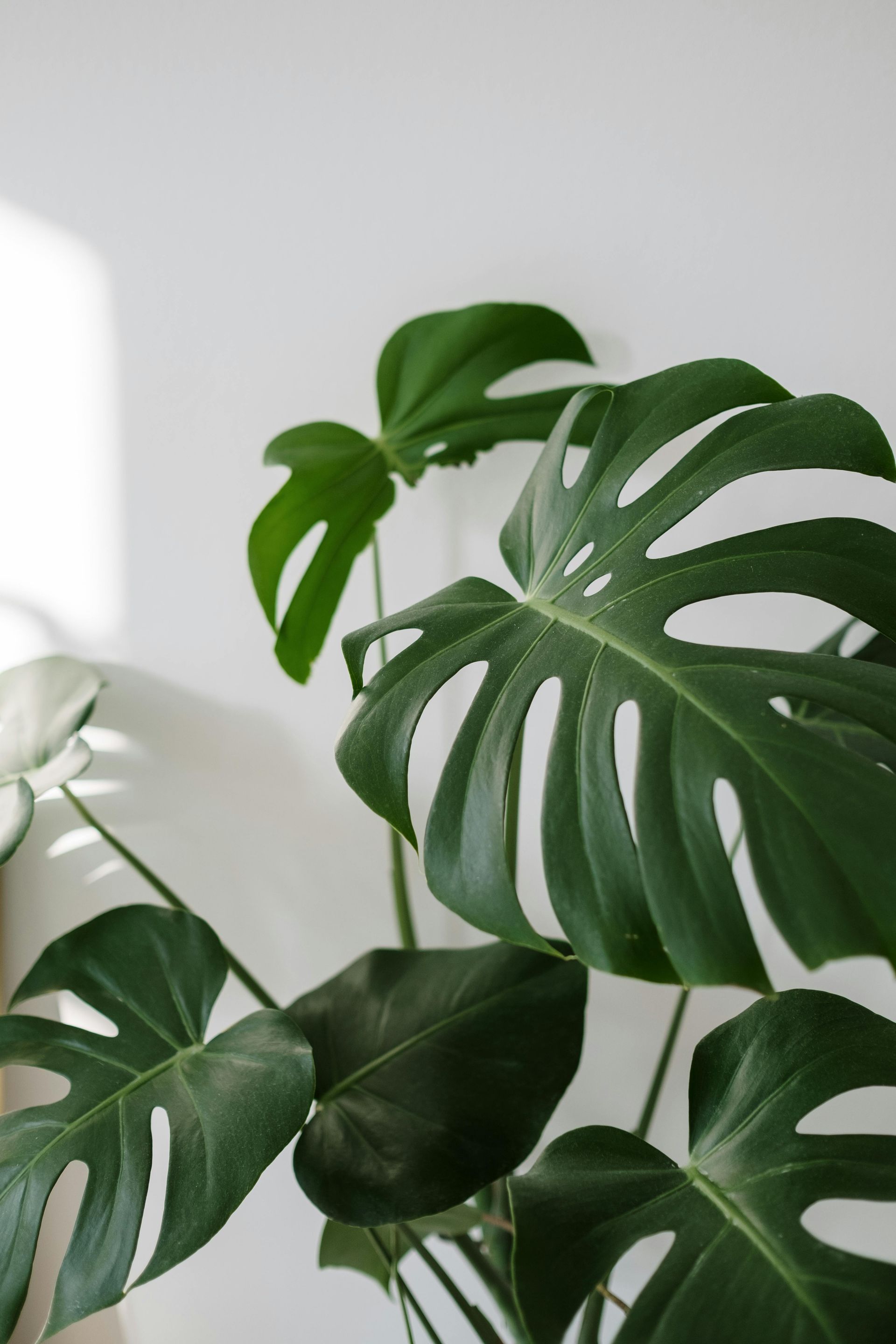 Biophilic Harmony: Bringing the Outdoors Into the High-Rise