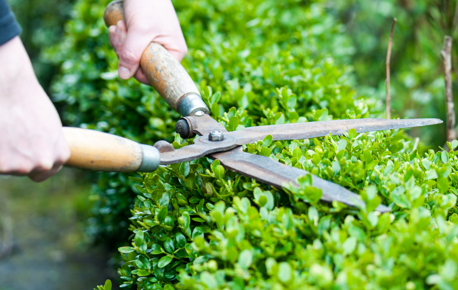 hedge trimming service Pekin Il