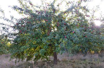 Alte Obstsorten aus der Region bieten eine große Vielfalt an unterschiedlichen Gerüchen und Geschmäckern, die es wert sind, erhalten und genutzt zu werden.