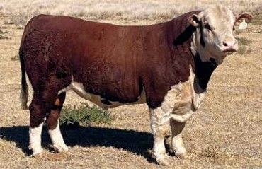 Lot 5