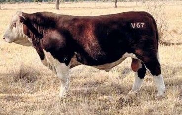 Lot 6