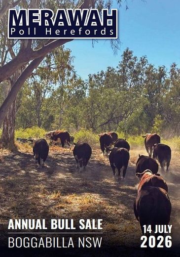 merawah poll herefords