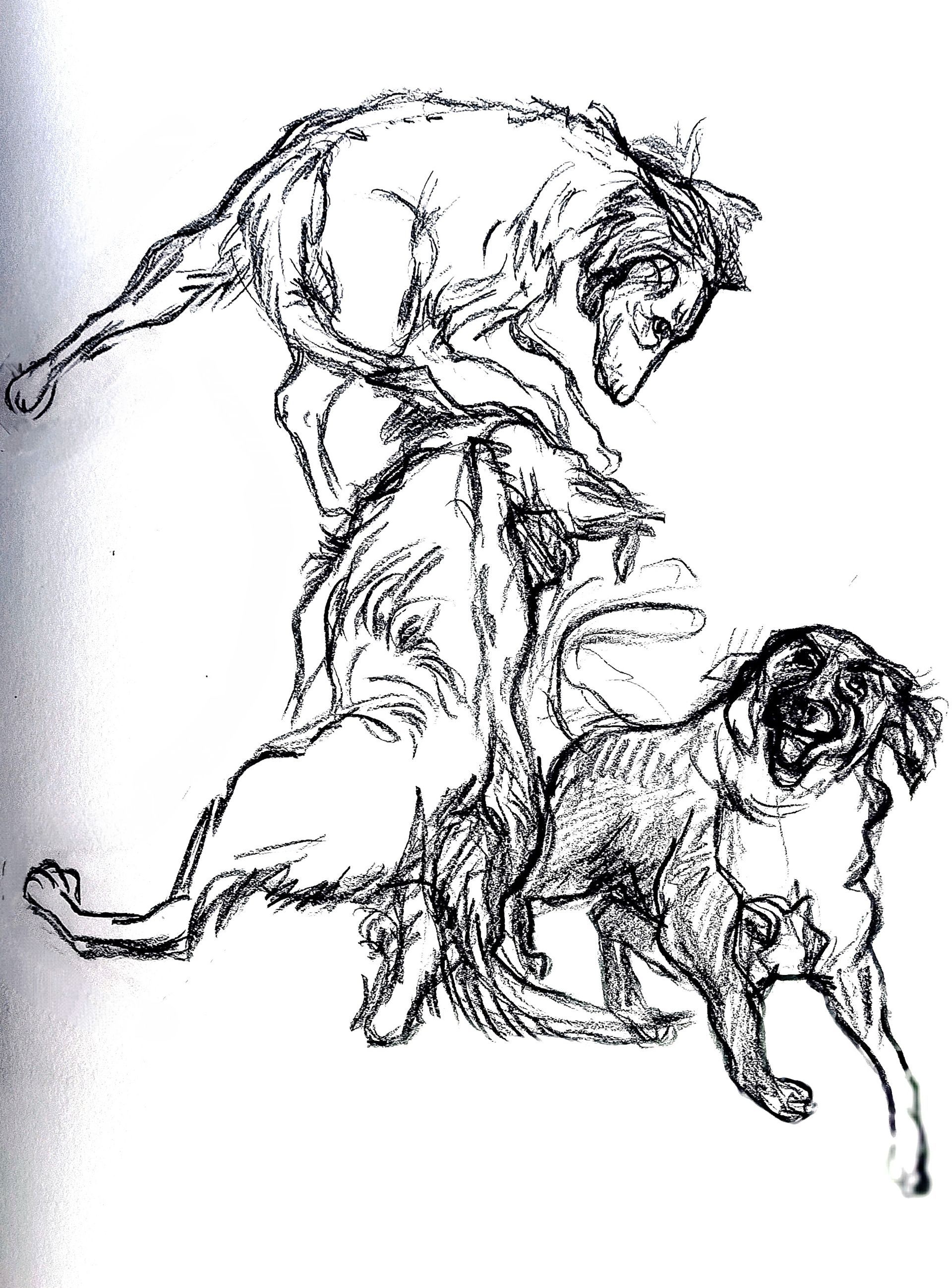 spielende Hunde