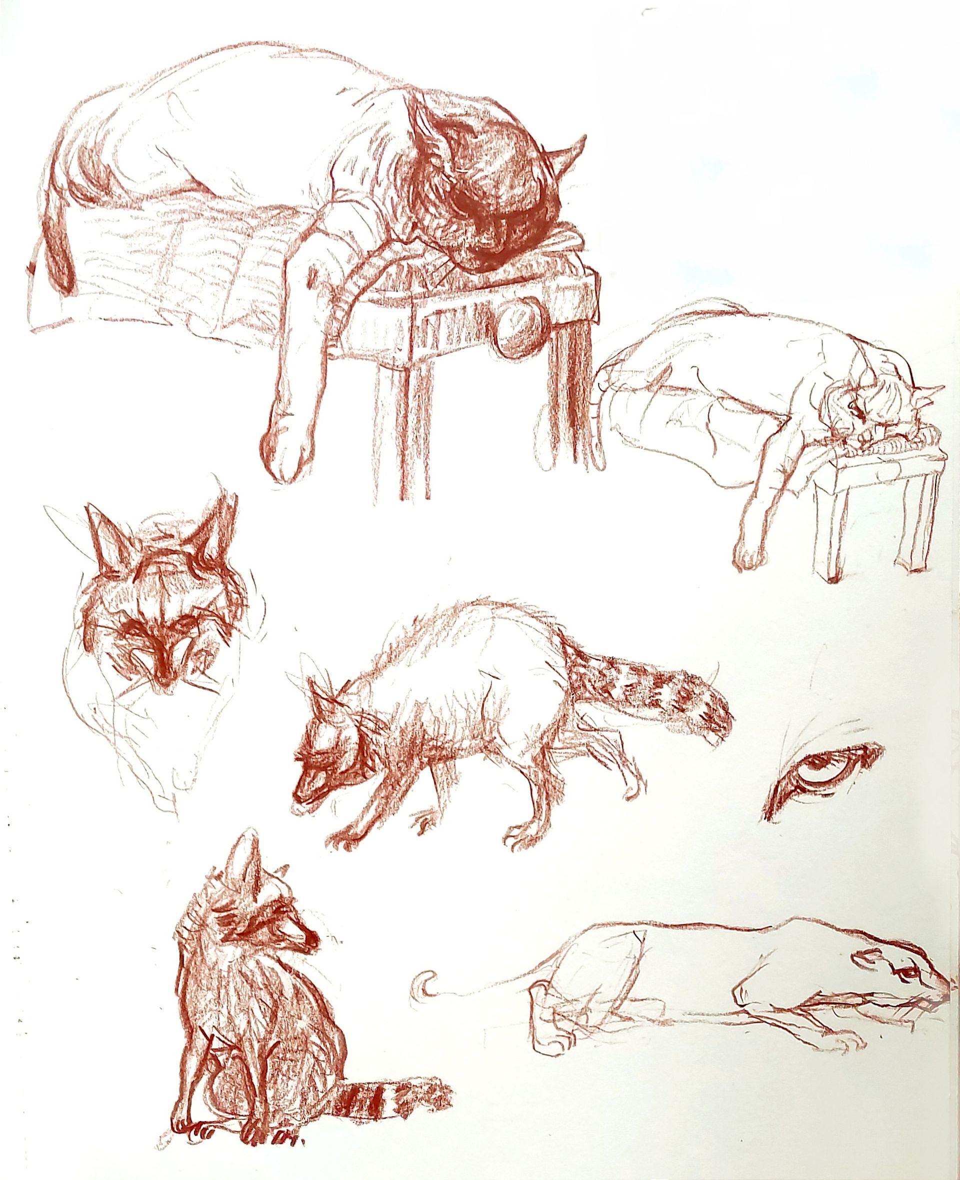 Tiere