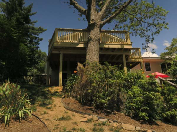 Large tree near deck