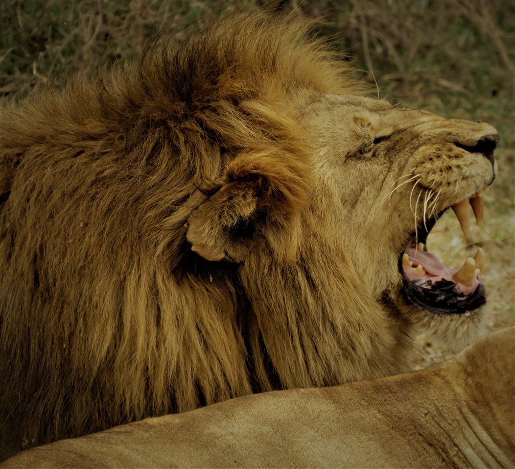 Roaring lion in the jungle