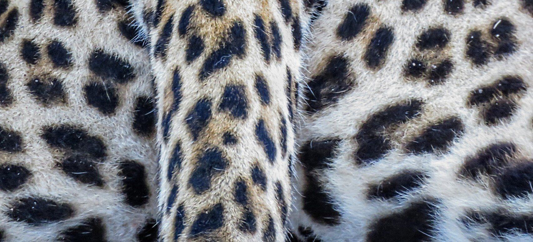 leopard spots