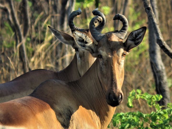 Lichtenstein's hartebeest dwell in southeastern Africa