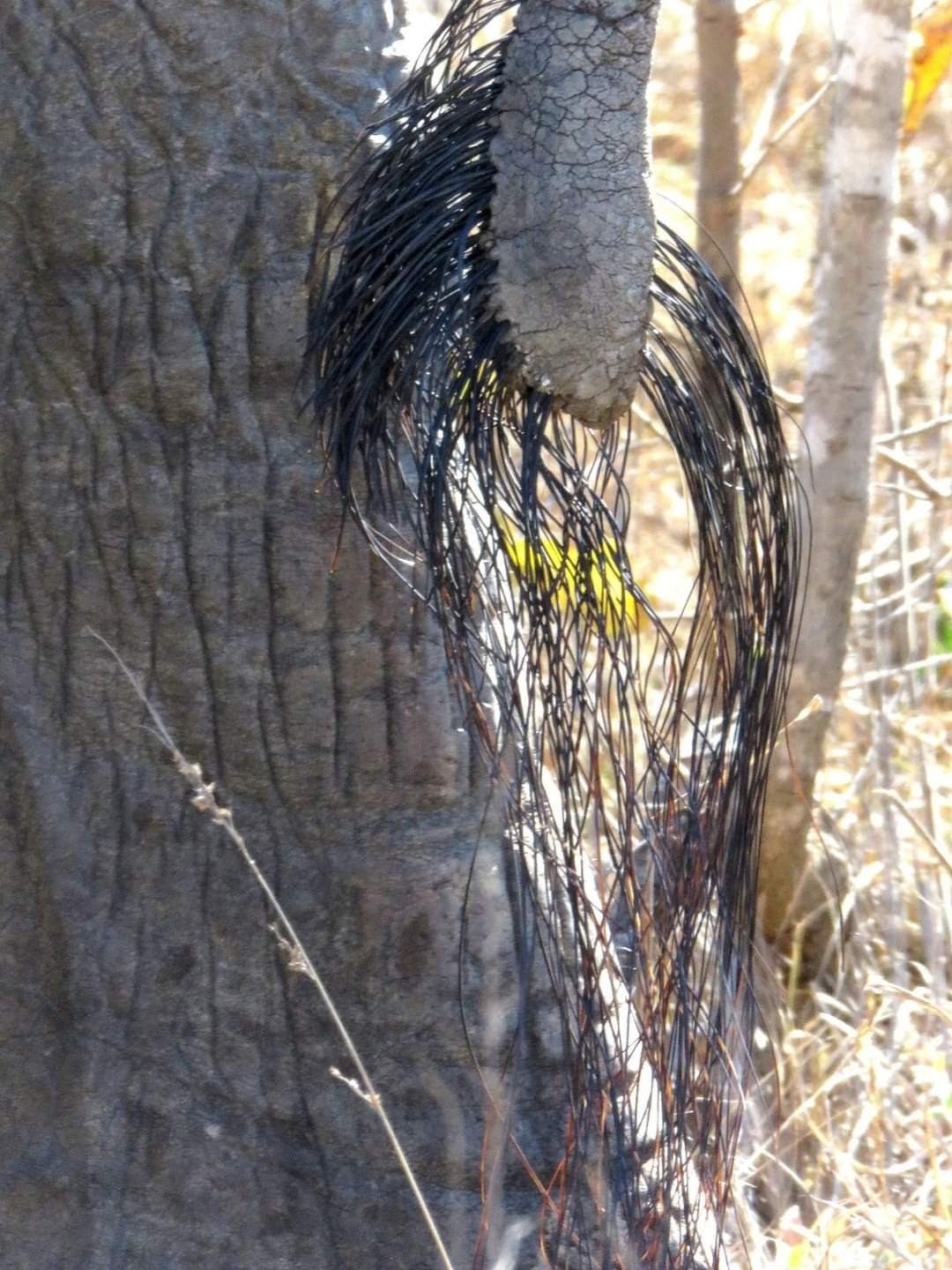 Elephant Tail
