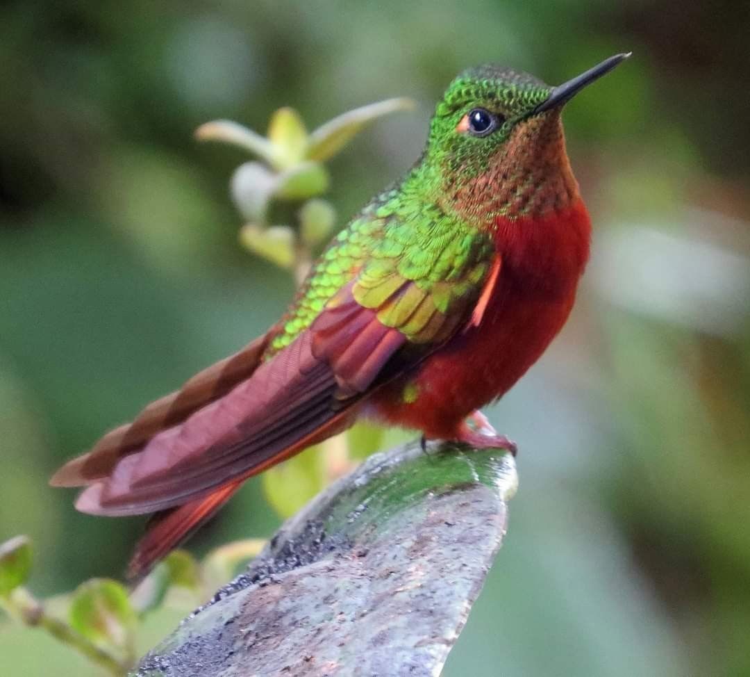 A chestnut-breasted coronet lives in sub-tropical forest
