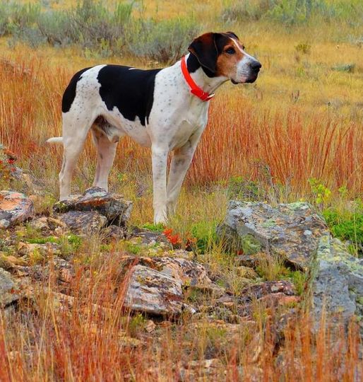 Coon dog tracking a scent