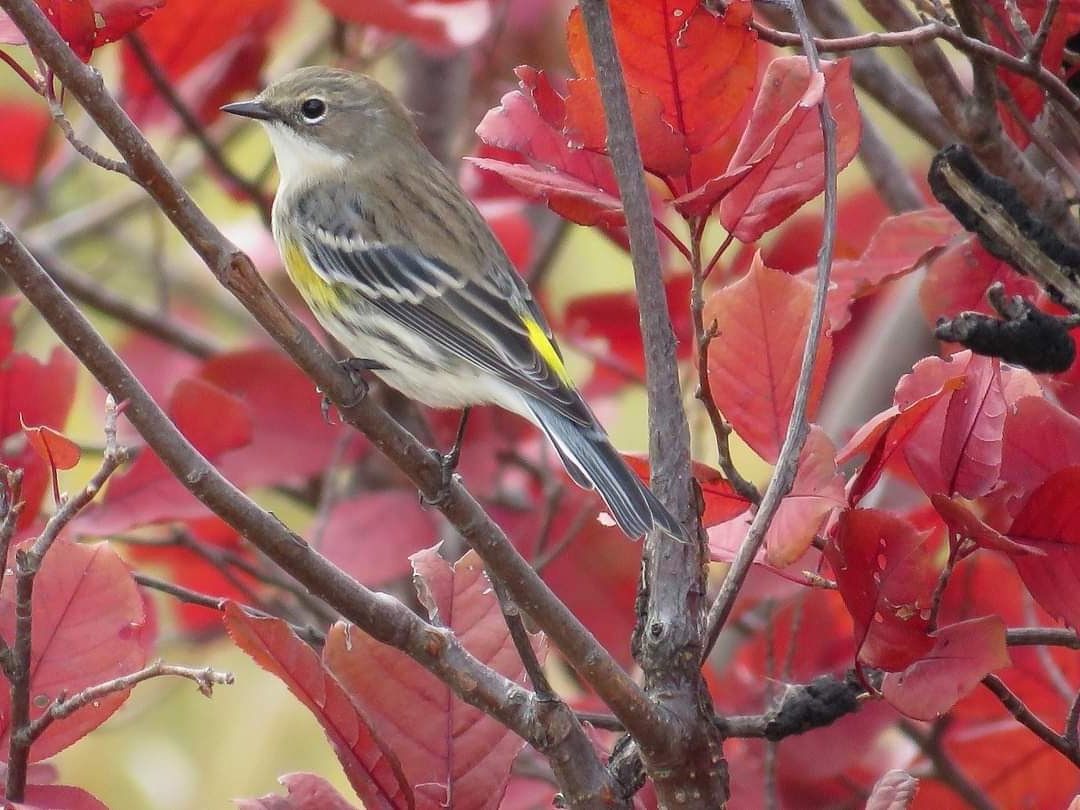 Myrtle Warbler in the forest