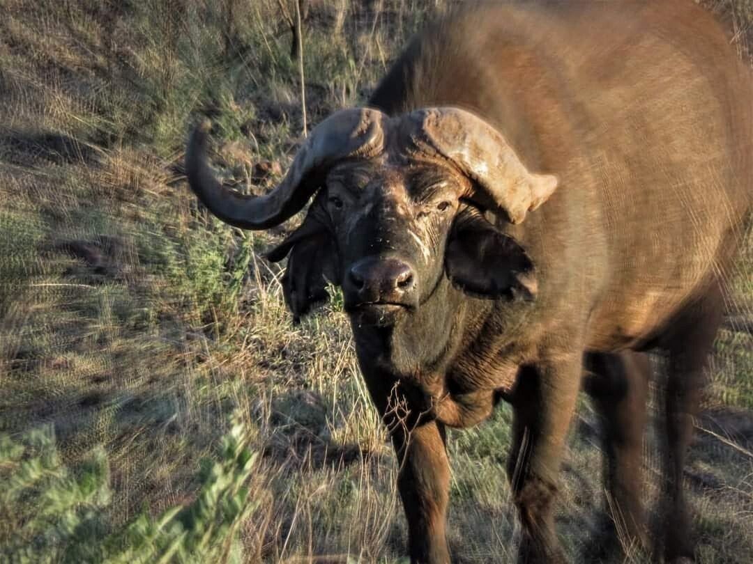 water buffalo