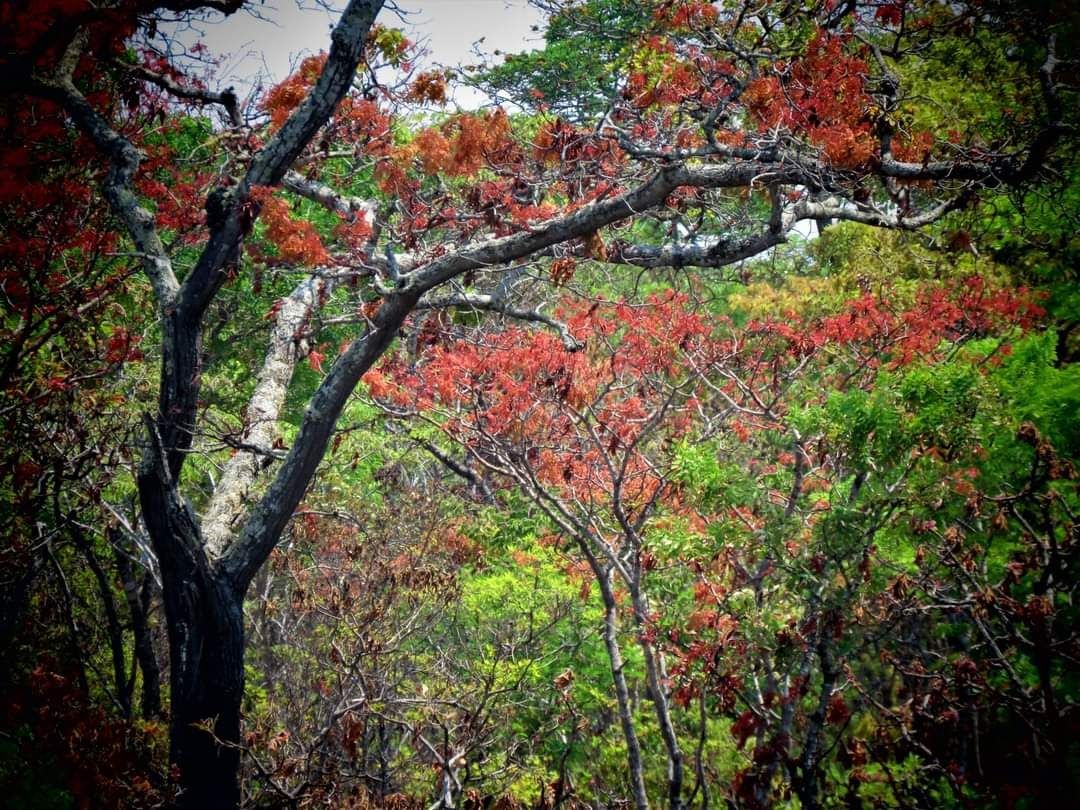 beautiful lush forest