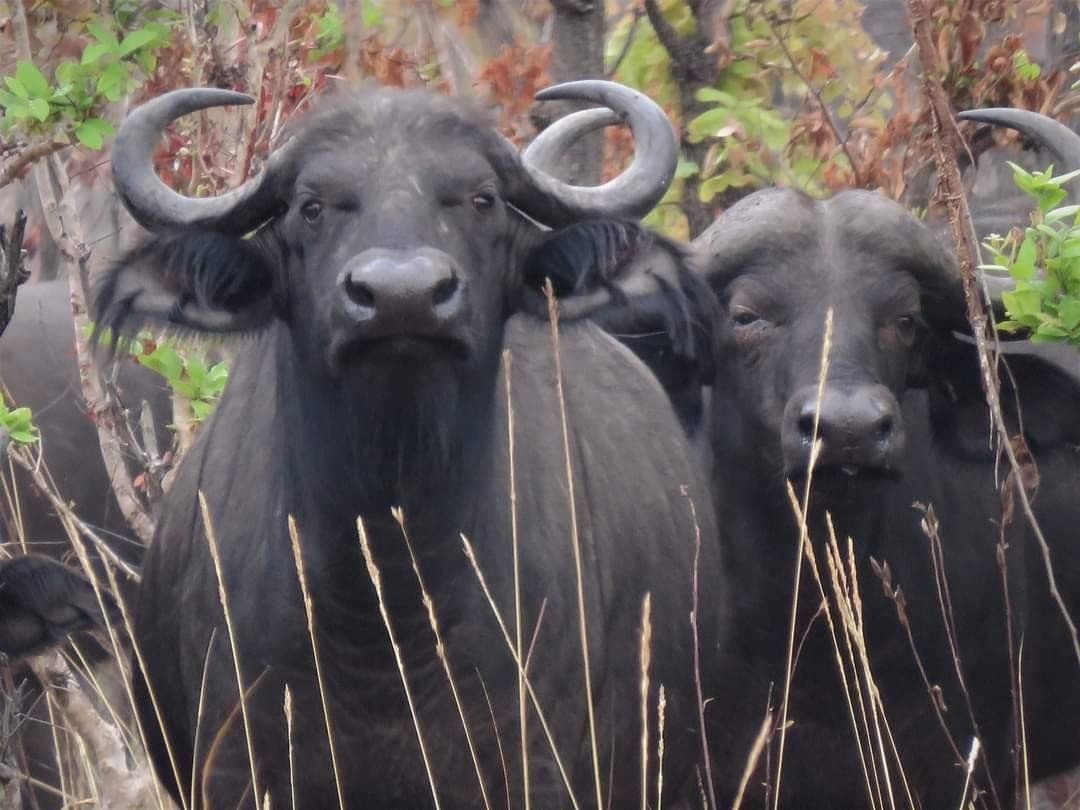 African water buffalo