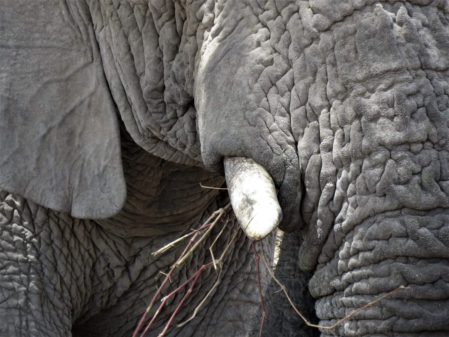 broken elephant tusk