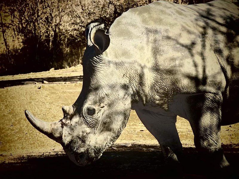 rhino populations in Africa are being decimated due to habitat loss