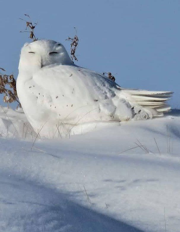 A North American snowy owl in winter snow