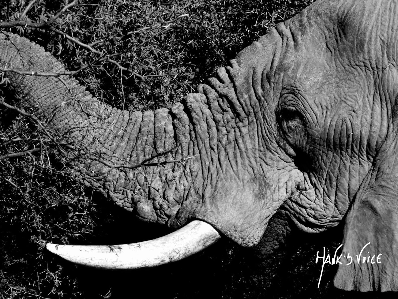a black and white photo of an elephant 's trunk and tusks .