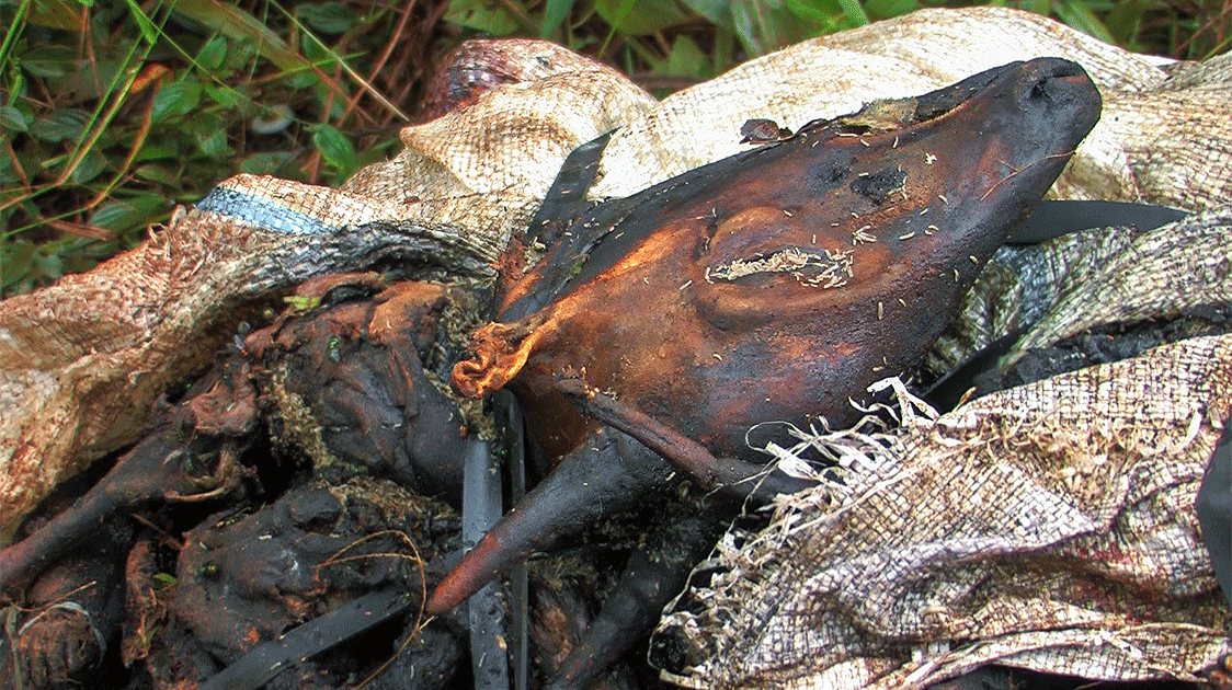 dead animal carcass