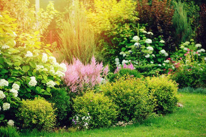summer garden with yellow spirea japonica