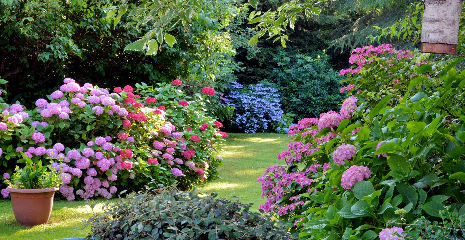 Garden flowers