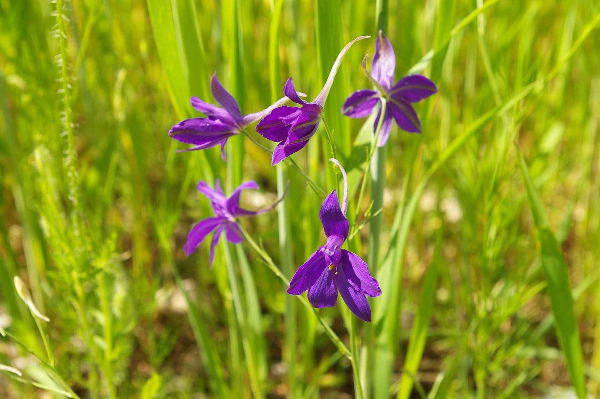 Ackerrittersporn