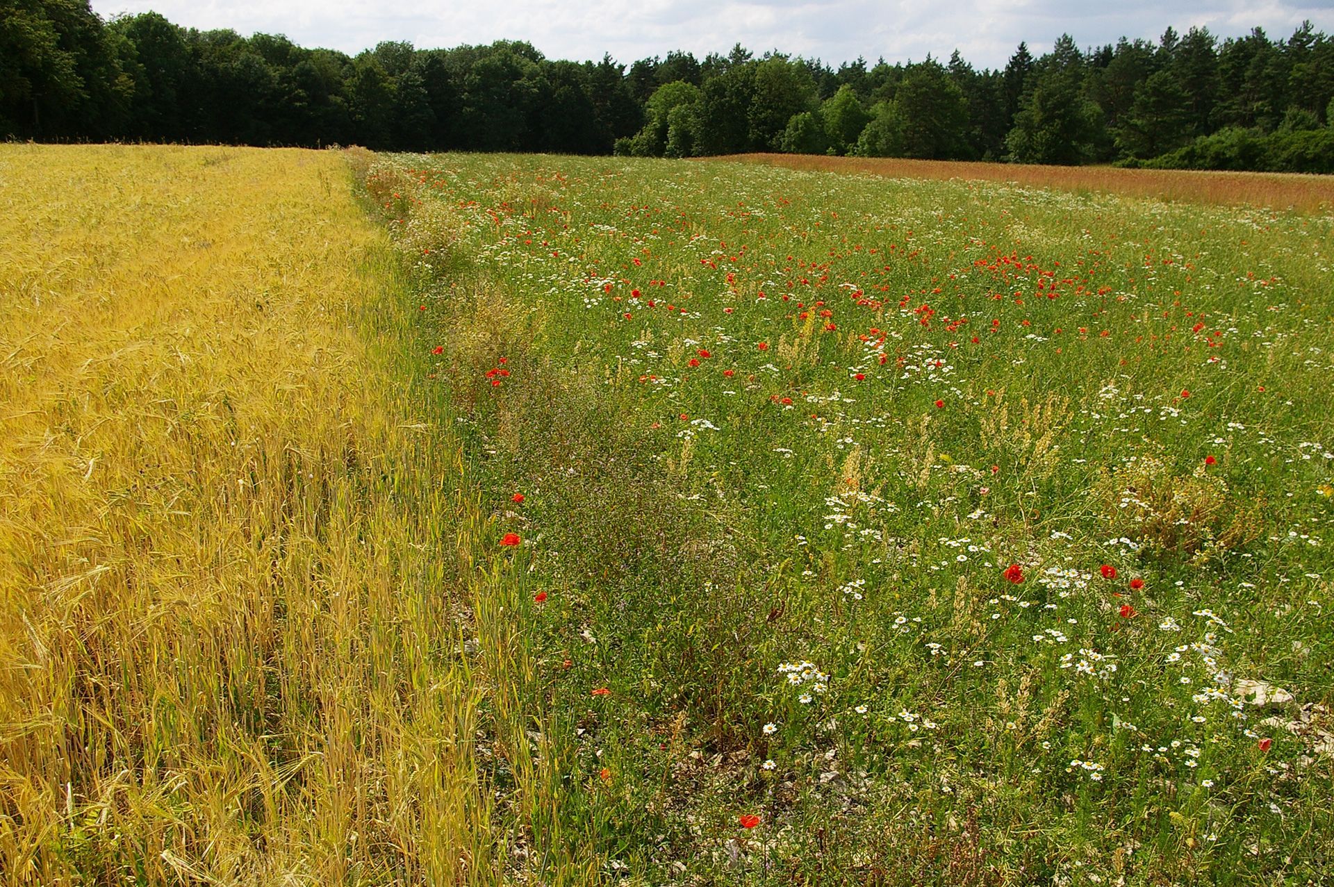 Ackerwildkräuter