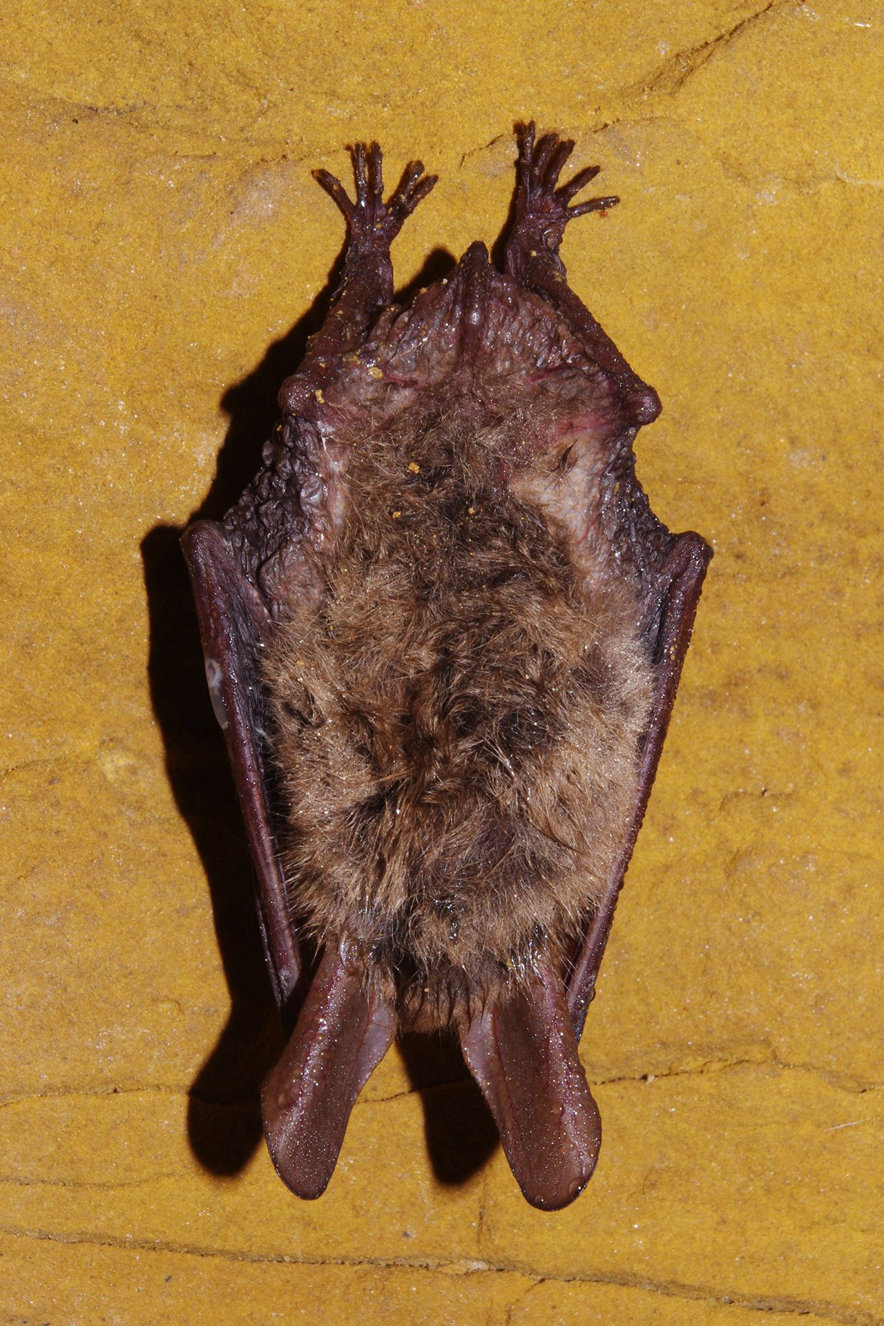Pechstein Fledermaus in Ebermannstadt